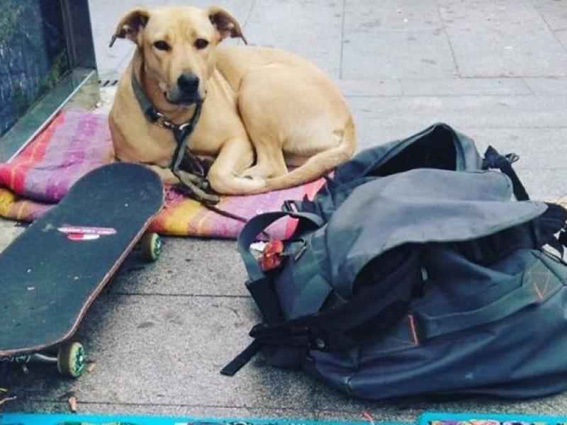 Η σκυλίτσα Σότα