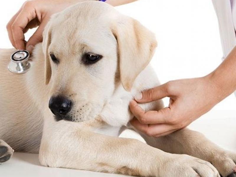 κτηνιατροι