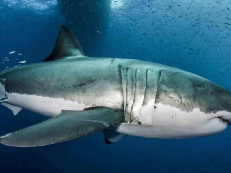 Μεγάλος λευκός καρχαρίας