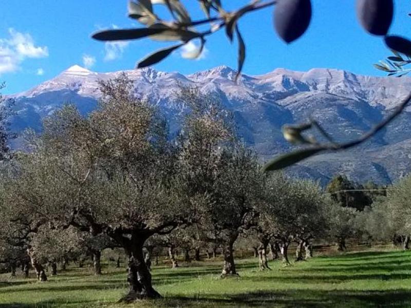 Ελιές Καλαμών