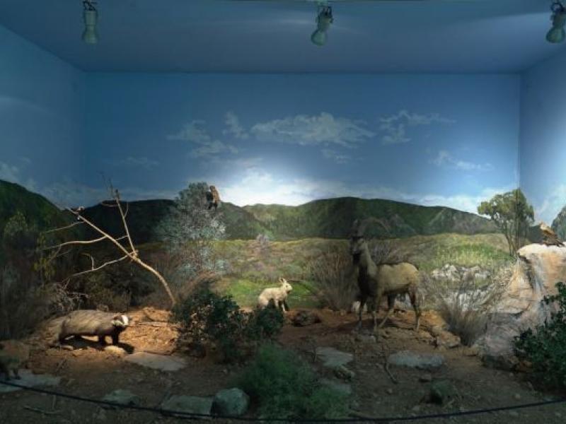 Μουσική Ζωολογίας