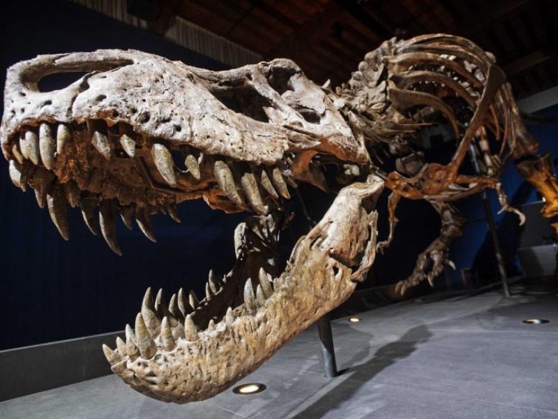 Τυρρανόσαυρος