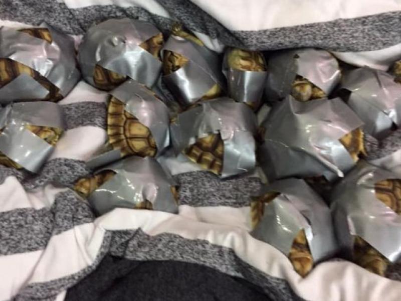 Κακοποίηση ζώων