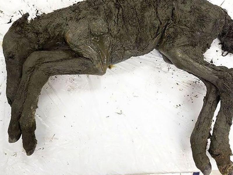 Προϊστορικό άλογο στην Σιβρηρία