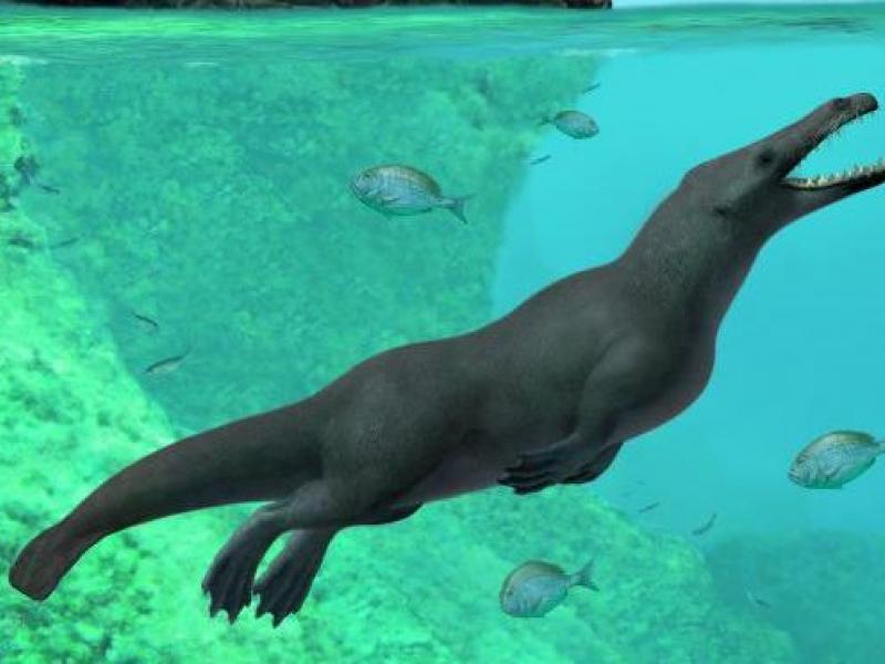 Peregocetus pacificus