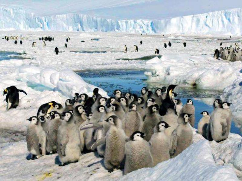 πιγκουινοι