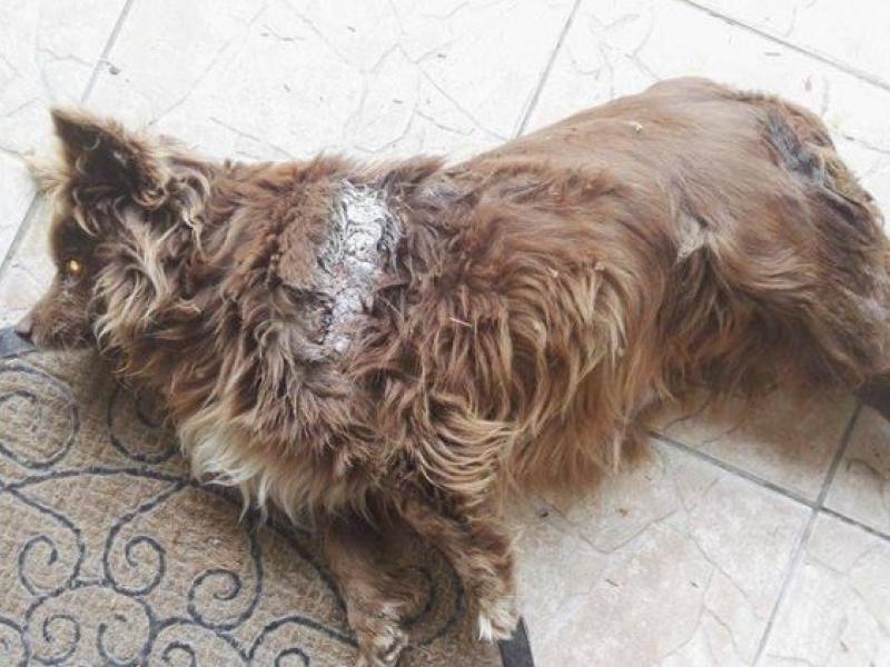 Αγριότητα στη Λάρισα