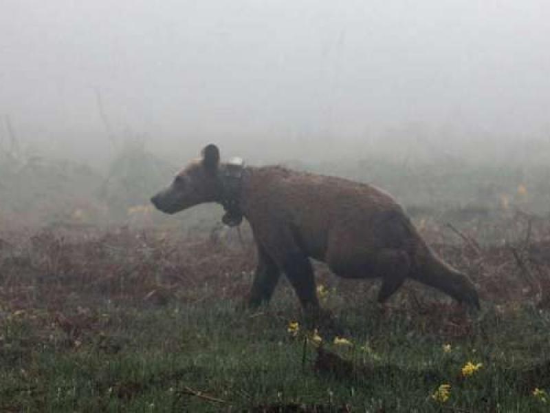 Αρκουδάκι του Αρκτούρου