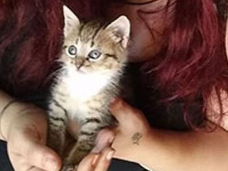 Το γατάκι που βασανίστηκε άγρια