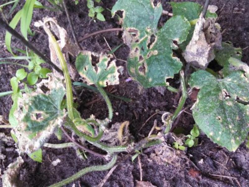 Φυτό που πεθαίνει