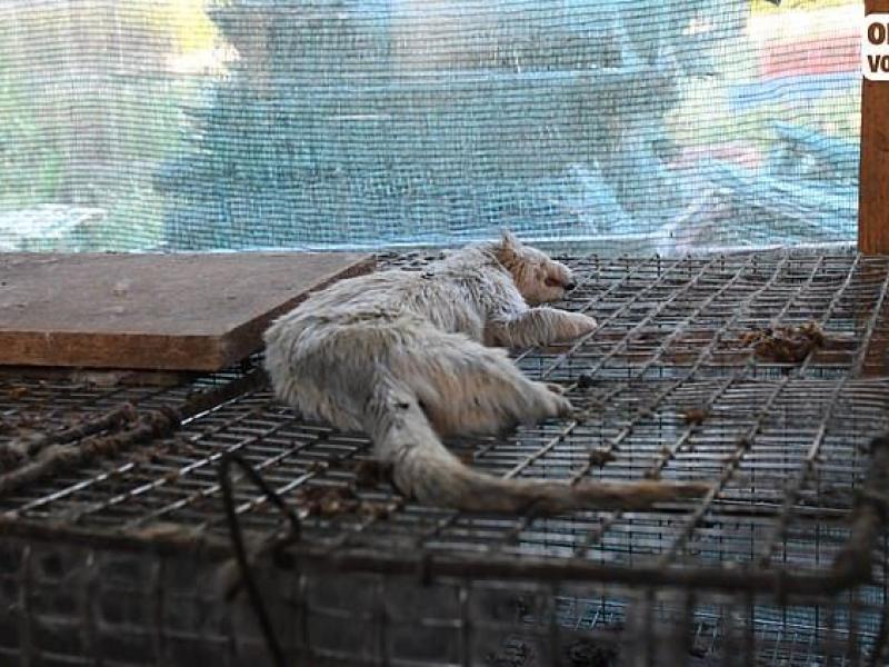 Ακραία κακοποίηση ζώων