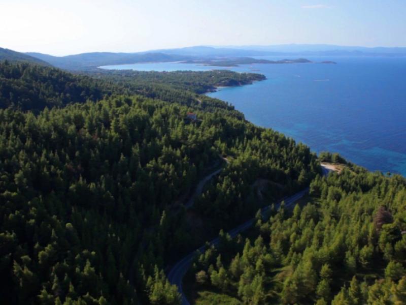 χαλκιδικη δαση