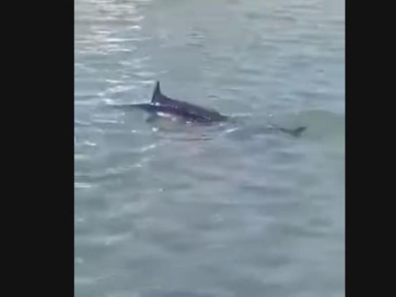 Ξιφίας στη Χαλκίδα