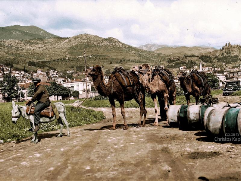 karavani kamiles amfisa