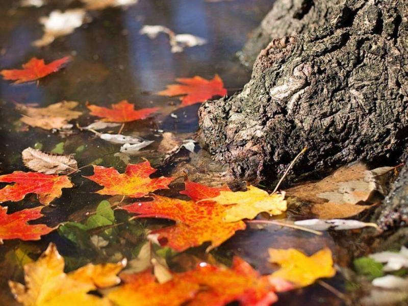 ftyhinoporo isimeria