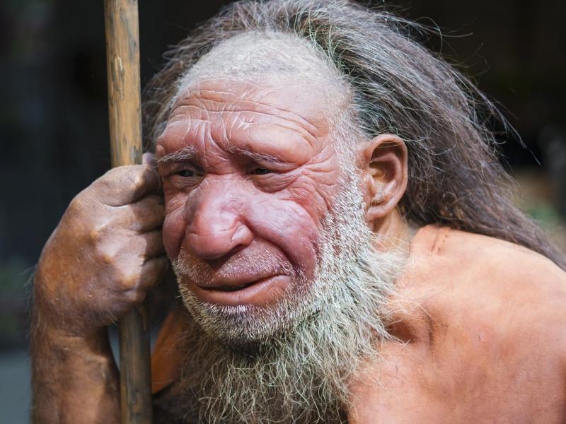 neanderthal