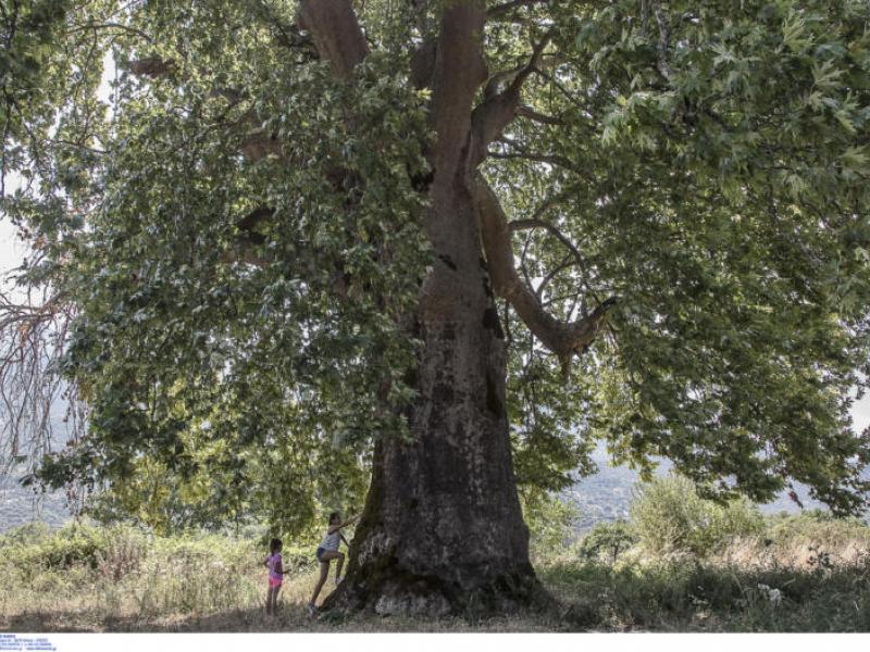 platanos thessaloniki