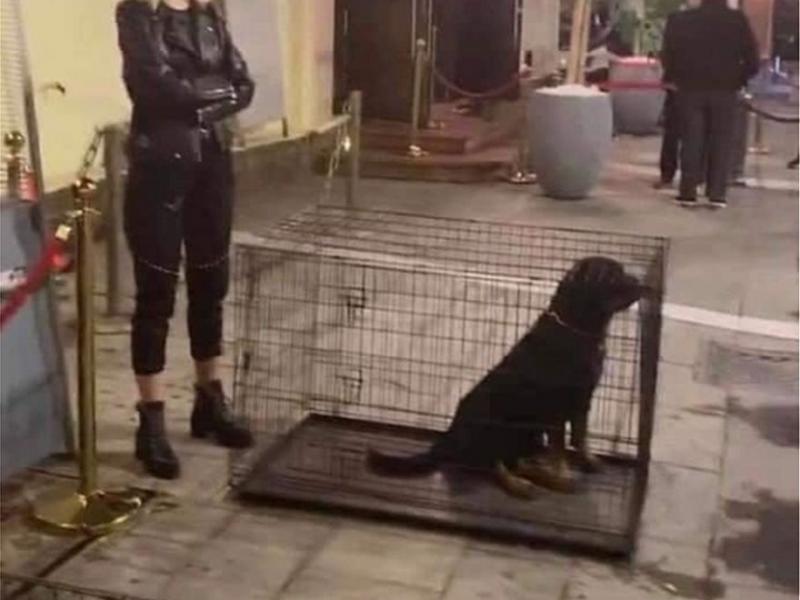 magazi skyloi thessaloniki klouvia