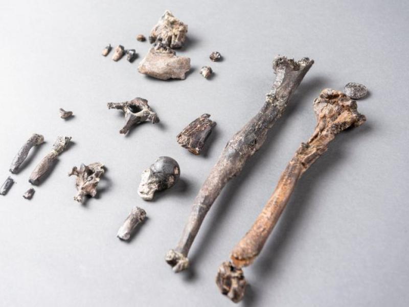 Παλαιοανθρωπολογία