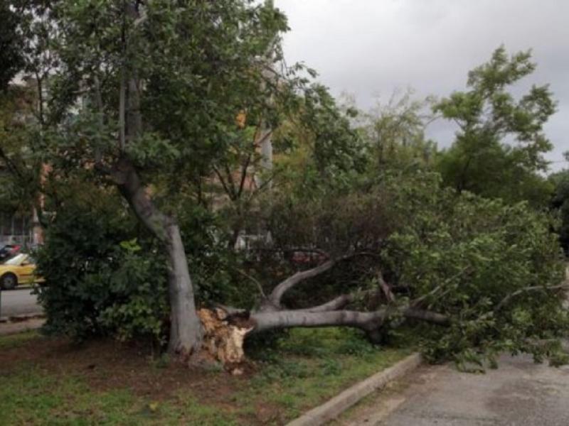 Θεσσαλονίκη Πτώσεις δένδρων