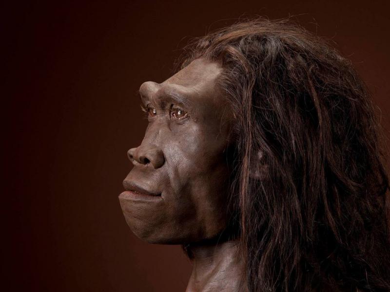 Homo Erectus