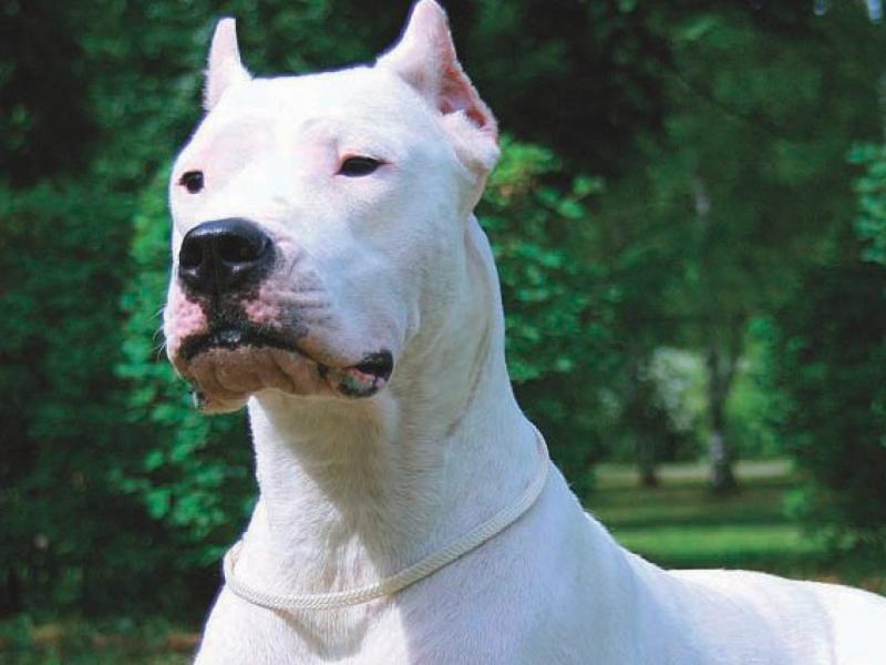 dogo argentino