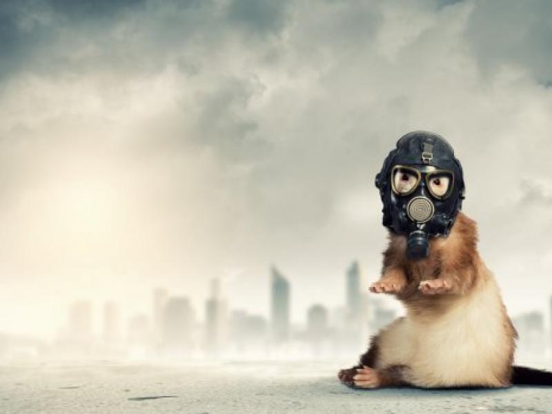 depositphotos_26419057-stock-photo-ferret-in-gas-mask.jpg