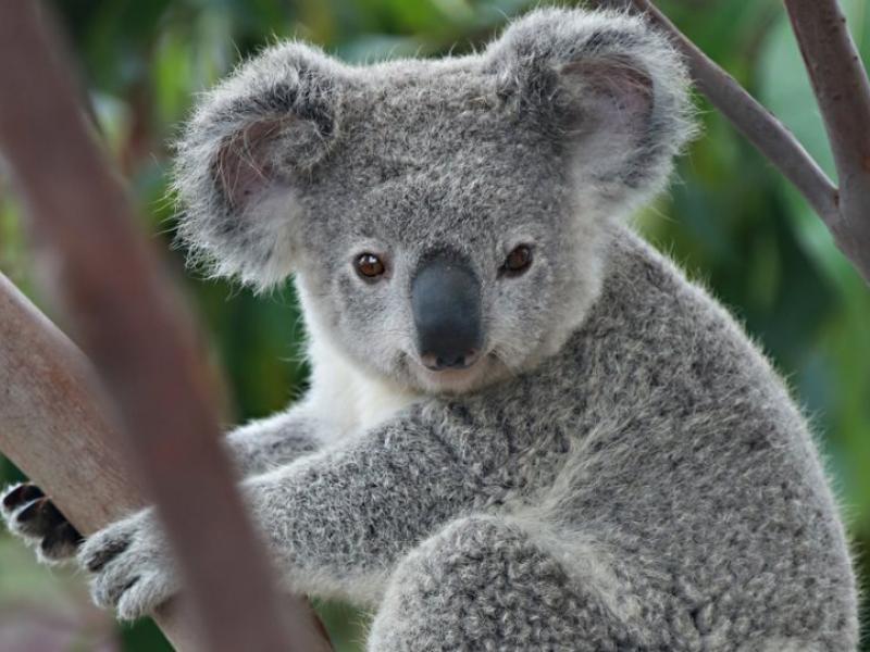 koala1.jpg