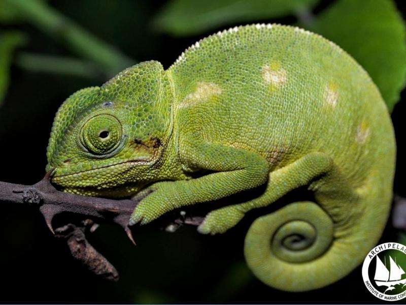 chameleon2