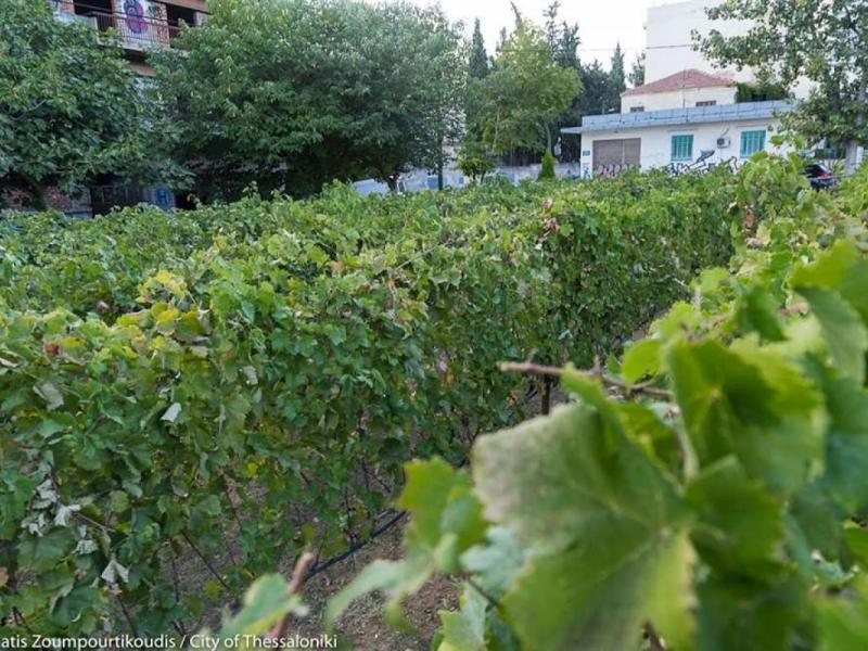 astikos ampelonas thessalonikis