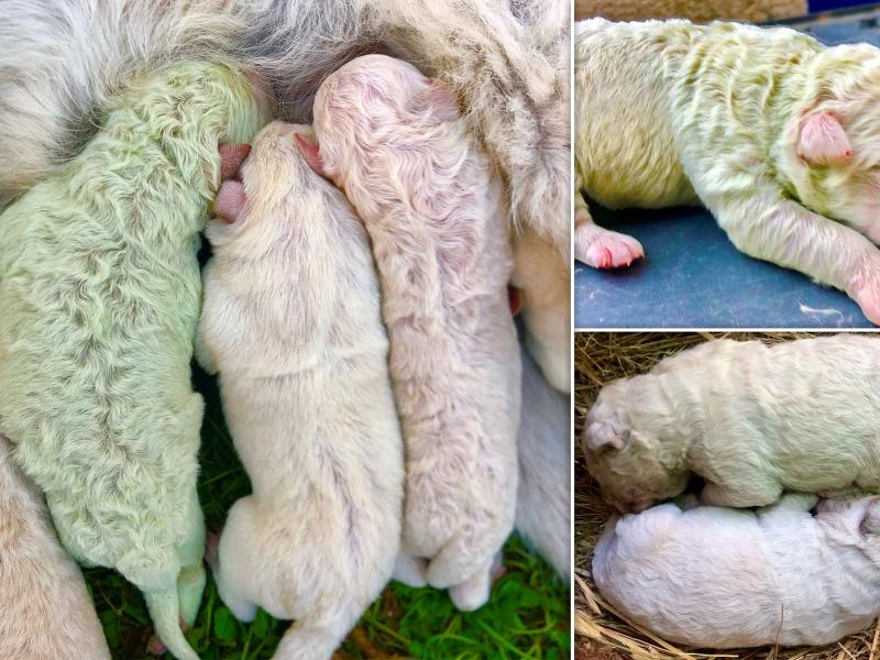 prasino koutavi italia