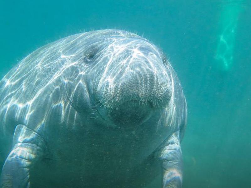 manatee trump kentriki