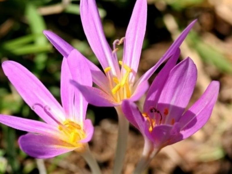 colchicum autumnale fyto kolxikini