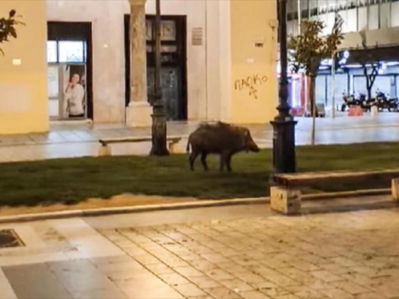 agriogourouno thessaloniki