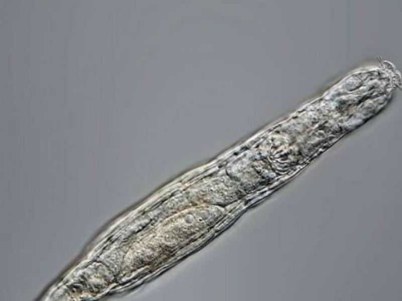 vdeloeides troxoforo