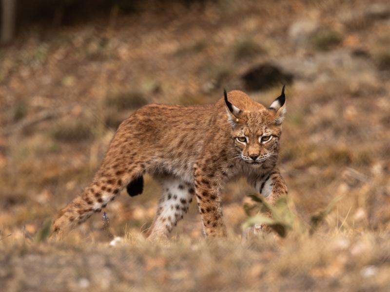 ligkas kentriki epistrofi ellada