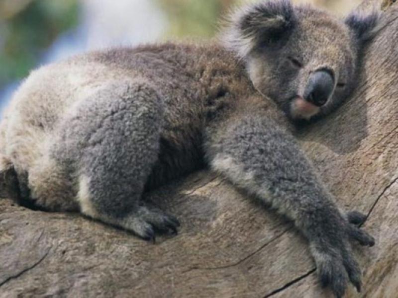 koala_0.jpg