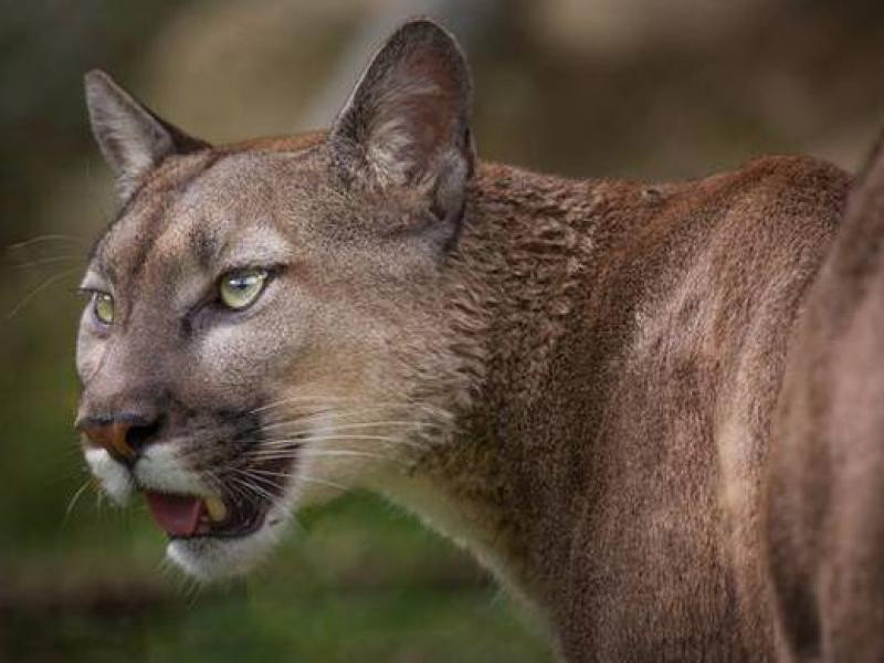 kougar.jpg
