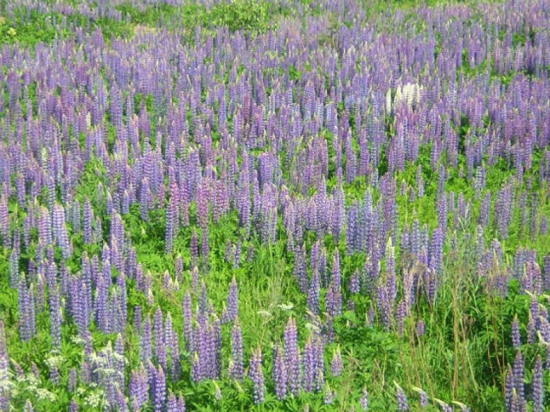 lupinus.jpg