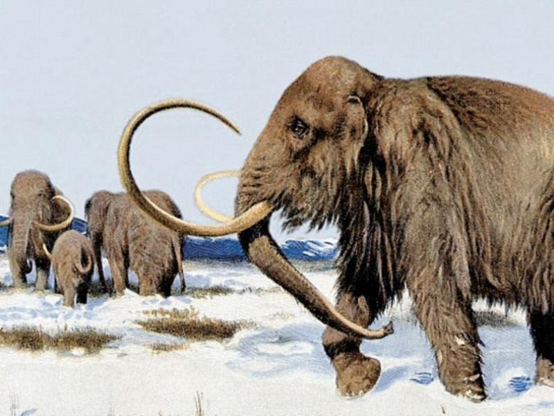 mammoth.jpg
