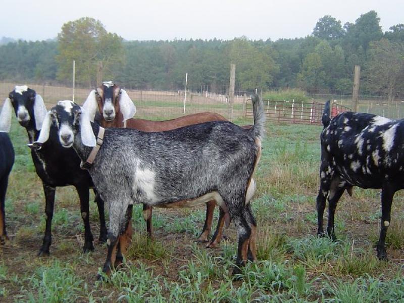 nubian_goat_noympia_katsikes_gides.jpg