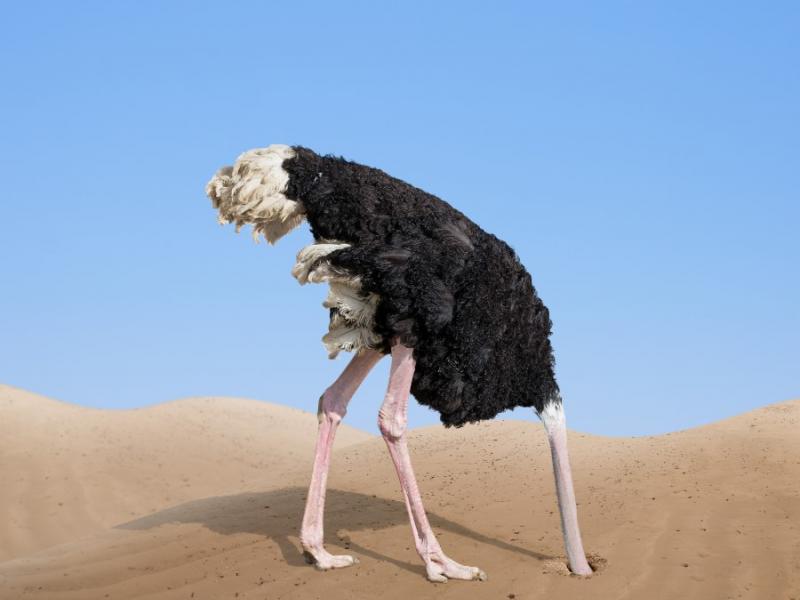 ostrich-burying-head-in-the-sand_0.jpg