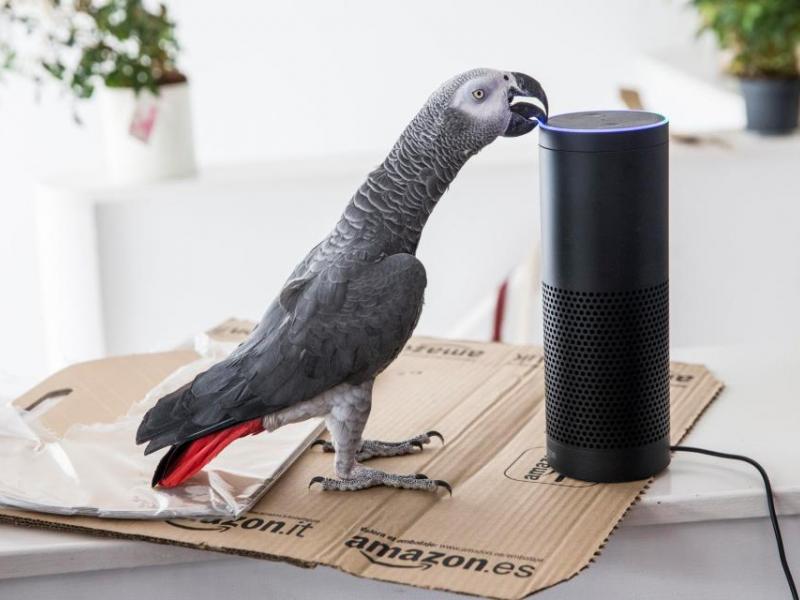 parrot_order_amazon.jpg