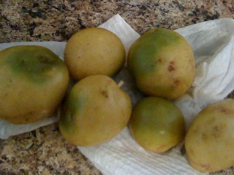 patates_2.jpg