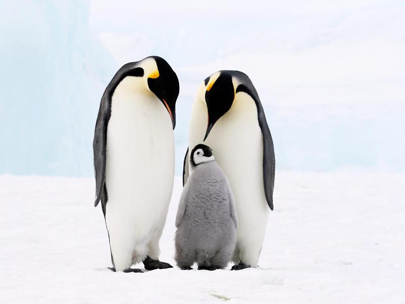 penguin-emperor-little-debbie-2600w.jpg