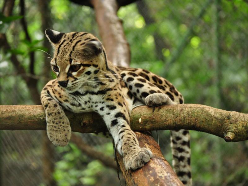 rare_animals_pictures_margay_a_rare_animal_-_imgur.jpg