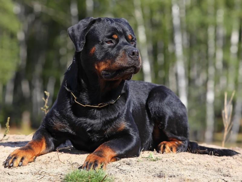rottweiler.jpg