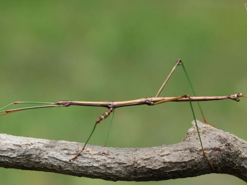 stick-insects-do-they-make-good-kids-pets-53ba63fdbbac3.jpg
