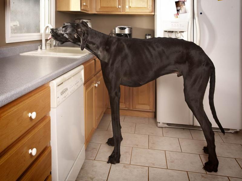 tallest-dog_ss_full.jpg