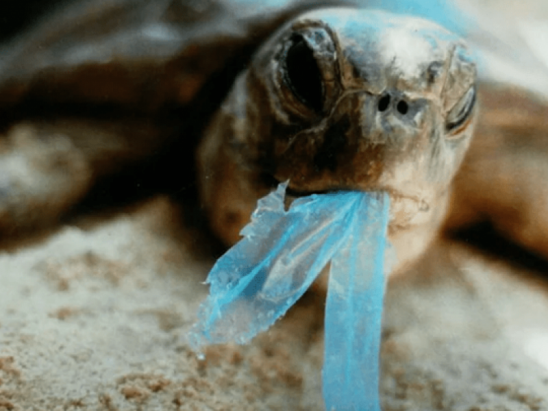 tortoise-eating-plastic.png